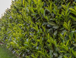 Cherry Laurel, Evergreen Shrub
Shutterstock.com
New York, NY