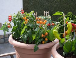 Cherry Tomato Plant In Pot
Shutterstock.com
New York, NY