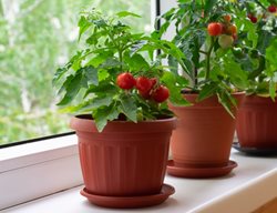 Cherry Tomatoes On Windowsill, Growing Cherry Tomatoes
Shutterstock.com
New York, NY