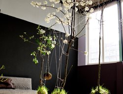 Cherry Tree
Garden Design
Calimesa, CA