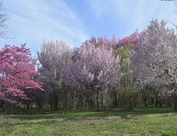 Cherry Trees In Bloom 
Garden Design
Calimesa, CA