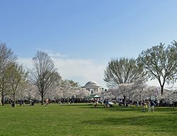 Cherry Trees With Jefferson Memorial In The Background
Garden Design
Calimesa, CA