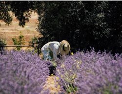 Cherry Valley Lavender Festival, Lavender Festival
Garden Design
Calimesa, CA