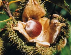 Chestnut, American 
Garden Design
Calimesa, CA
