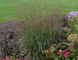 Cheyenne Sky Panicum Virgatum, Switchgrass
Proven Winners
Sycamore, IL
