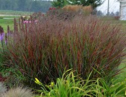 Cheyenne Sky Switchgrass, Panicum Virgatum
Proven Winners
Sycamore, IL