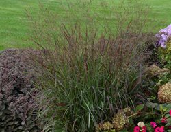 Cheyenne Sky Switchgrass, Panicum Virgatum
Proven Winners
Sycamore, IL