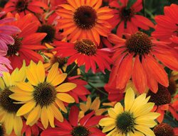 Cheyenne Spirit Coneflower, Echinacea
Walters Gardens
