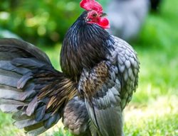 Chicken In The Garden
Garden Design
Calimesa, CA