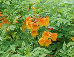 Chicklet Orange Tecoma, Tecoma Stans
Proven Winners
Sycamore, IL