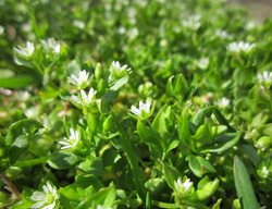Chickweed, Broadleaf Winter Annual Weed
Pixabay
