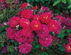 Childrens Hope Rose, Shrub Rose
Weeks Roses
Wasco, CA