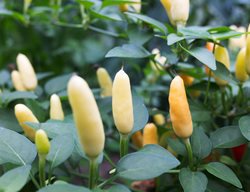 Chilly Chili Pepper Plant, Yellow Ornamental Pepper
Shutterstock.com
New York, NY