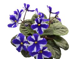 Chimera Concord African Violet, Purple And White African Violet
Shutterstock.com
New York, NY