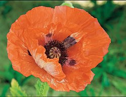 China Boy
Garden Design
Calimesa, CA