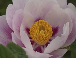 China, Peony
Garden Design
Calimesa, CA