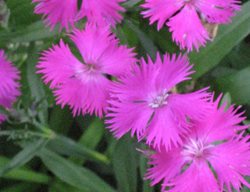China Pink, Rainbow Pink, Dianthus Chinensis
Millette Photomedia

