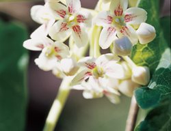 Chinese Dregea, Mediterranean Vine, Dregea Sinensis
Western Hills Garden
Occidental, CA