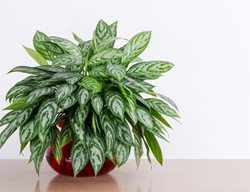 Chinese Evergreen Plant, Aglaonema 
Shutterstock.com
New York, NY