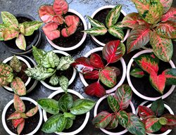Chinese Evergreen Varieties
Shutterstock.com
New York, NY