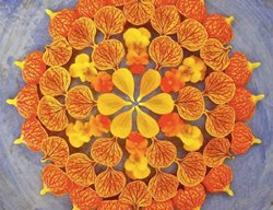 Chinese-Flowering-Maple-Pansies
Garden Design
Calimesa, CA