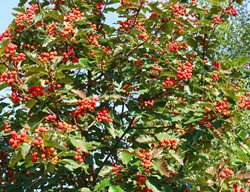 Chinese Hawthorn, Crataegus Pinnatifida, Chinese Haw
Shutterstock.com
New York, NY