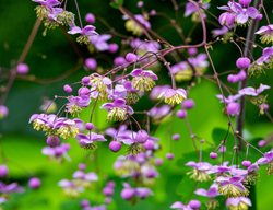 Chinese Meadow Rue
Shutterstock.com
New York, NY