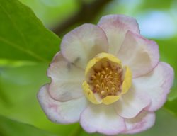 Chinese Sweetshrub, Calycanthus Chinensis
Shutterstock.com
New York, NY