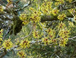 Chinese Witch Hazel, Hamamelis Mollis
Garden Design
Calimesa, CA