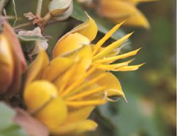 Chiranthofremontia  X Lenzii ‘griff’s Wonder’
Garden Design
Calimesa, CA