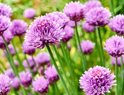Chive Flower, Allium Schoenoprasum
Shutterstock.com
New York, NY
