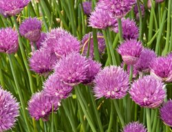 Chives, Chive Plant, Chive Flower
Garden Design
Calimesa, CA