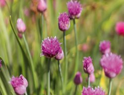 Chives
Pixabay
