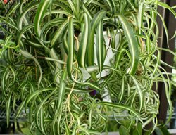 Chlorophytum Comosum, Bonnie, Indoor Hanging Plant
Millette Photomedia
