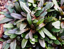 Chocolate Chip Bugleweed, Ajuga Reptans
Shutterstock.com
New York, NY