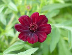 Chocolate Cosmos, Cosmos Astrosanguineus
Shutterstock.com
New York, NY
