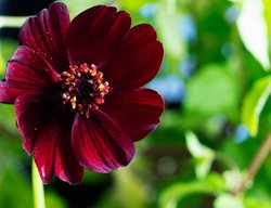 Chocolate Cosmos, Cosmos Atrosanguineus
Shutterstock.com
New York, NY