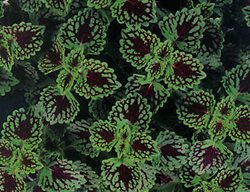 Chocolate Drop Coleus, Plectranthus Scutellarioides
Proven Winners
Sycamore, IL