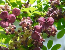 Chocolate Vine, Akebia Quinata
Shutterstock.com
New York, NY