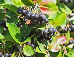Chokeberry, Aronia Melanocarpa
Shutterstock.com
New York, NY