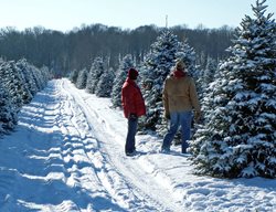 Choose Your Christmas Tree Wisely
Garden Design
Calimesa, CA