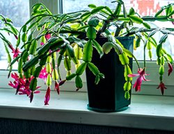 Christmas Cactus, Cactus Plant
Shutterstock.com
New York, NY