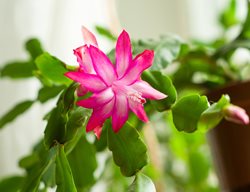 Christmas Cactus, Flower, Bloom
Shutterstock.com
New York, NY