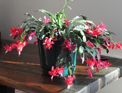 Christmas Cactus
Garden Design
Calimesa, CA