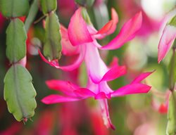 Christmas Cactus, Schlumbergera Bridgesii
Shutterstock.com
New York, NY
