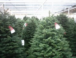 Christmas Trees
Garden Design
Calimesa, CA