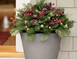 Christmas Urn Filler
Gardener's Supply Company
Burlington, VT