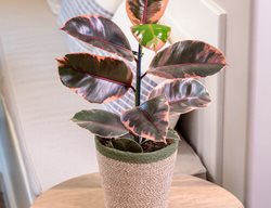 Chroma Belize Rubber Plant, Ficus Elastica
Proven Winners
Sycamore, IL