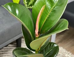 Chroma Chloe Rubber Plant, Ficus Elastica
Proven Winners
Sycamore, IL