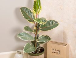 Chroma Tineke Rubber Plant, Ficus Elastica
Proven Winners
Sycamore, IL